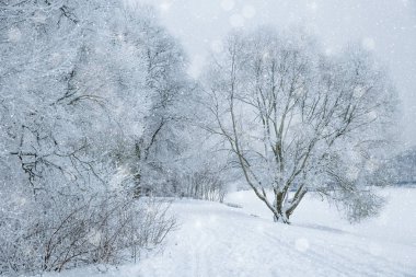 Winter wonderland scene background, landscape. Trees, forest in  clipart