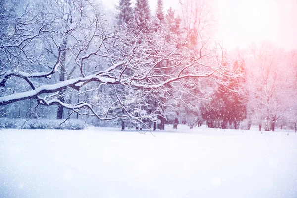 Zimní říši divů scénu pozadí, krajiny. Stromy, Les v — Stock fotografie