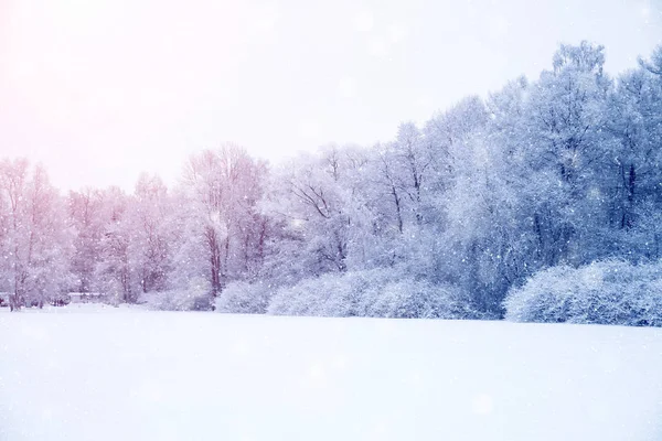 Winter wonderland scène achtergrond, landschap. Bomen, bos in — Stockfoto