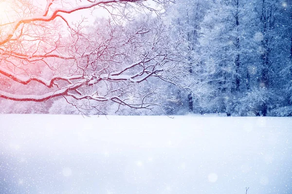 Tło sceny Winter wonderland, krajobraz. Drzewa, Las w — Zdjęcie stockowe