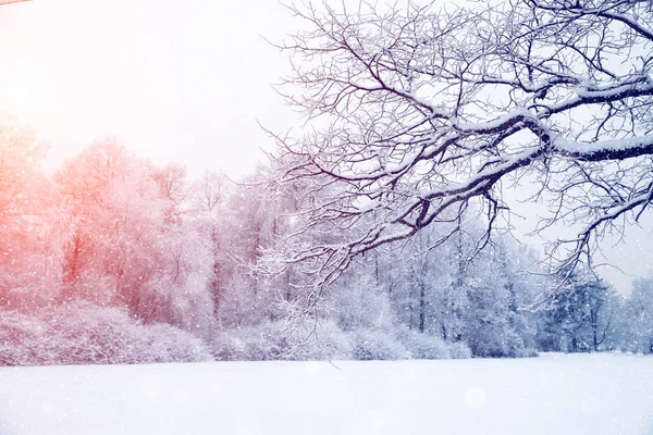 Inverno paese delle meraviglie scena sfondo, paesaggio. Alberi, foresta in — Foto Stock