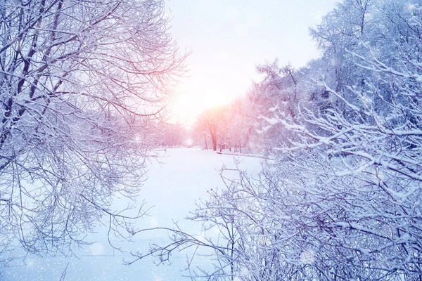 Inverno paese delle meraviglie scena sfondo, paesaggio. Alberi, foresta in — Foto Stock