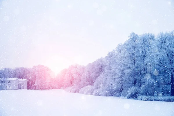 País das maravilhas do inverno cena de fundo, paisagem. Árvores, floresta em — Fotografia de Stock