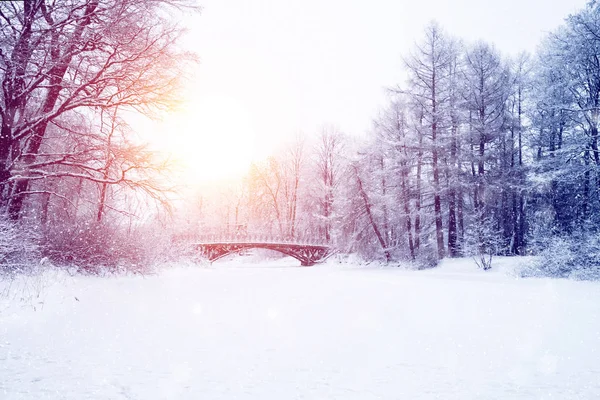 Tło sceny Winter wonderland, krajobraz. Drzewa, Las w — Zdjęcie stockowe