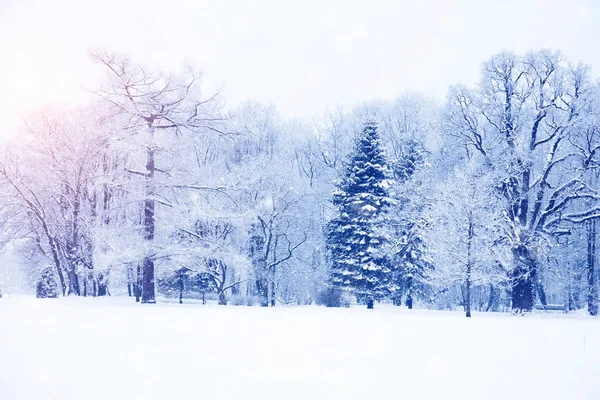 Winter wonderland scène achtergrond, landschap. Bomen, bos in — Stockfoto