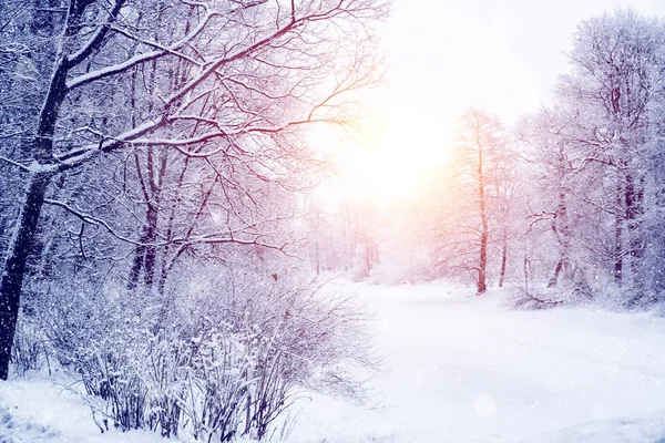 Kış harikalar diyarı sahne arka plan, manzara. Ağaçlar, orman — Stok fotoğraf