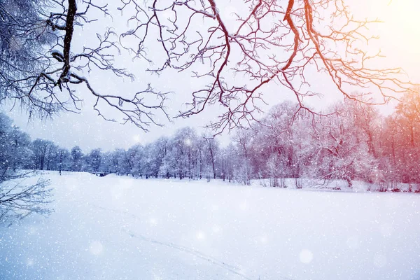 Pays des merveilles d'hiver scène arrière-plan, paysage. Arbres, forêt dans — Photo