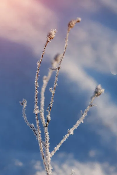 Winter wonderland scen bakgrund, landskap. Träd, skog i — Stockfoto