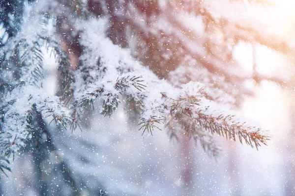 Winter wonderland scen bakgrund, landskap. Träd, skog i — Stockfoto