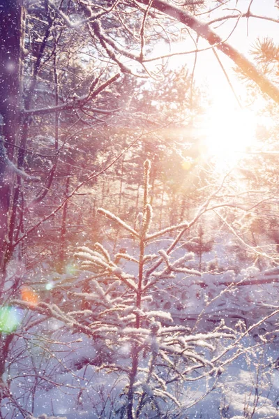 Téli wonderland jelenet háttér, táj. Fák, az erdő — Stock Fotó