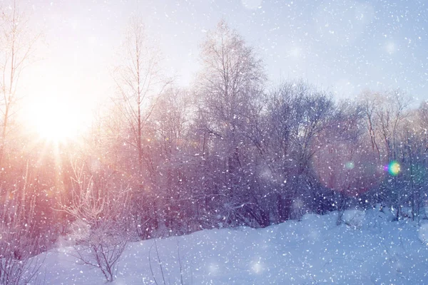 Winter wonderland scen bakgrund, landskap. Träd, skog i — Stockfoto