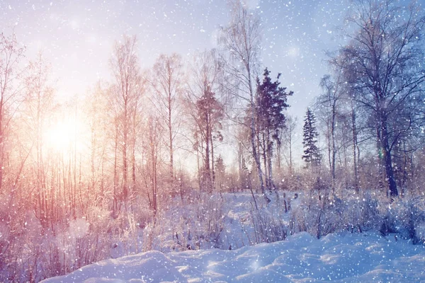冬日仙境的布景背景, 风景。树, 森林在 — 图库照片