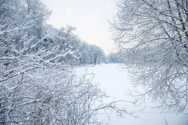 Fundo Inverno Paisagem Árvores Inverno País Das Maravilhas Cena Inverno — Fotografia de Stock