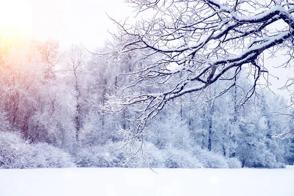 Sfondo invernale, paesaggio. Alberi invernali nel paese delle meraviglie. Inverno — Foto Stock