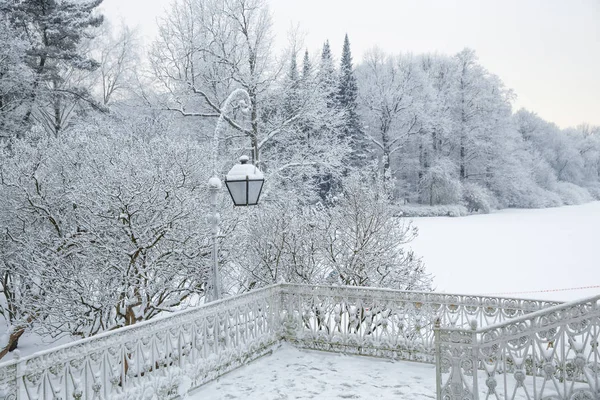 Inverno paese delle meraviglie scena sfondo, paesaggio. Alberi, foresta in — Foto Stock