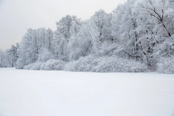 Winter wonderland scene background, landscape. Trees, forest in — Stock Photo, Image