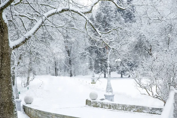 Inverno paese delle meraviglie scena sfondo, paesaggio. Alberi, foresta in — Foto Stock