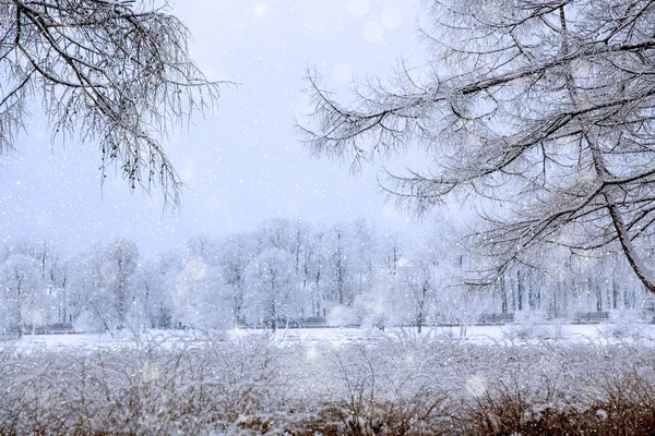 País das maravilhas do inverno cena de fundo, paisagem. Árvores, floresta em — Fotografia de Stock