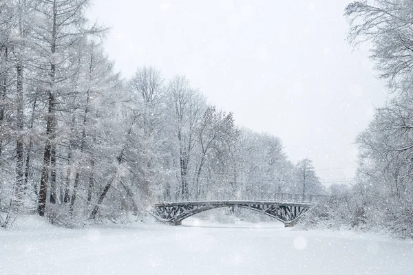 País das maravilhas do inverno cena de fundo, paisagem. Árvores, floresta em — Fotografia de Stock