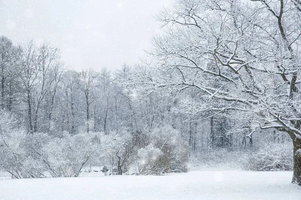 Inverno paese delle meraviglie scena sfondo, paesaggio. Alberi, foresta in — Foto Stock