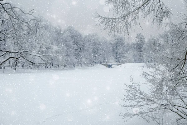 Zimní říši divů scénu pozadí, krajiny. Stromy, Les v — Stock fotografie