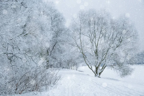 País das maravilhas do inverno cena de fundo, paisagem. Árvores, floresta em — Fotografia de Stock