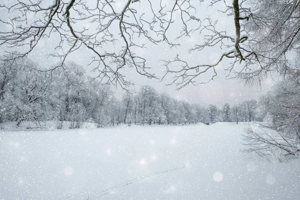 País das maravilhas do inverno cena de fundo, paisagem. Árvores, floresta em — Fotografia de Stock