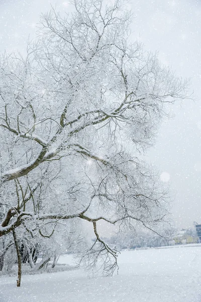Inverno paese delle meraviglie scena sfondo, paesaggio. Alberi, foresta in — Foto Stock
