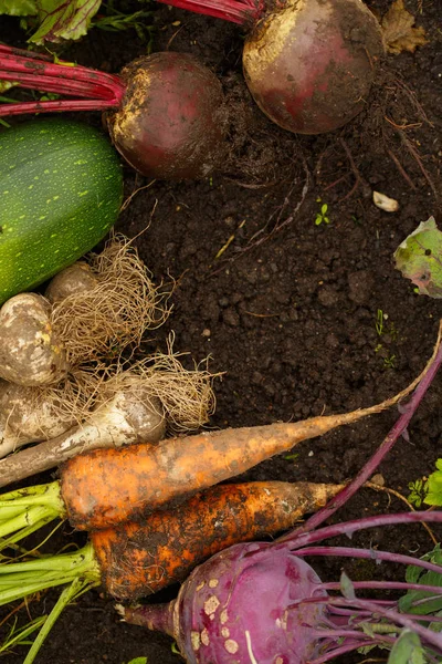 Harvest of fresh vegetables on the ground, in garden background. — Stock Photo, Image