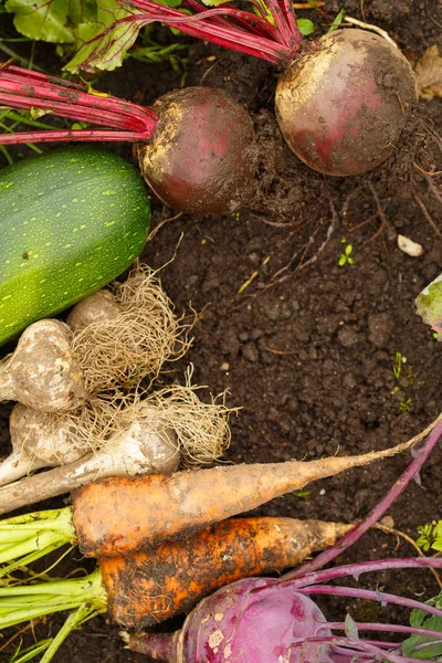 Harvest of fresh vegetables on the ground, in garden background. — Stock Photo, Image