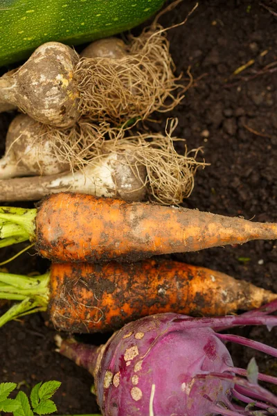 Harvest of fresh vegetables on the ground, in garden background. — Stock Photo, Image