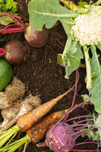 Zbiorem świeżych warzyw na ziemi, w tle ogród. — Zdjęcie stockowe
