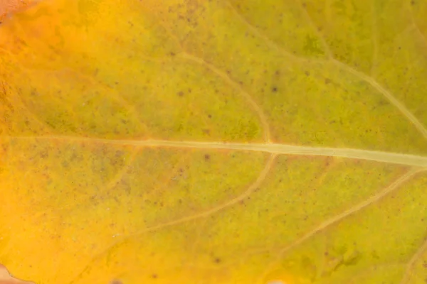 Fondo de naturaleza —  Fotos de Stock