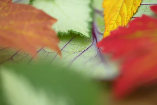 Fondo de naturaleza — Foto de Stock