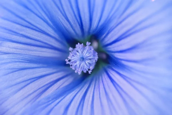 Fondo de naturaleza . —  Fotos de Stock