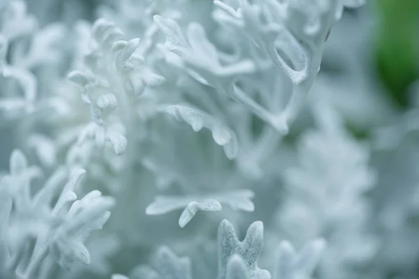 Natur bakgrund. — Stockfoto