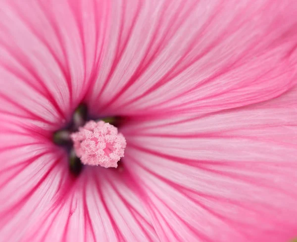 Příroda na pozadí. — Stock fotografie