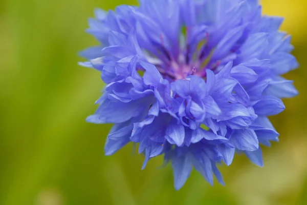 Hintergrund Natur. — Stockfoto