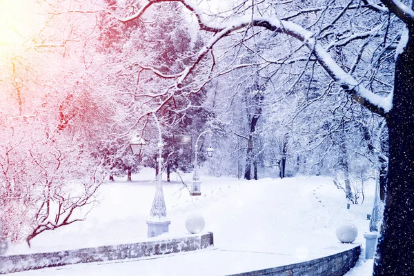 Inverno paese delle meraviglie scena sfondo, paesaggio. Alberi, foresta in Immagine Stock