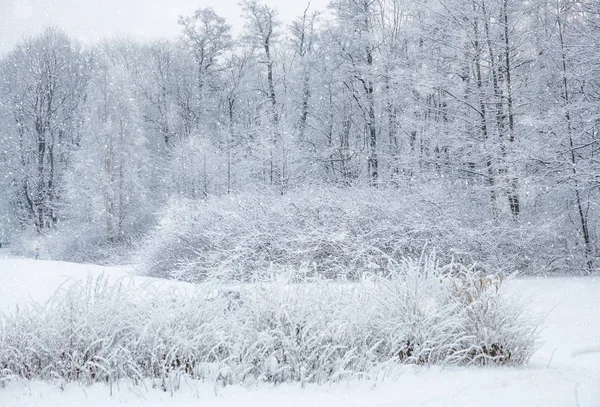 Winterwunderland Szene Hintergrund, Landschaft. Bäume, Wald in Stockbild