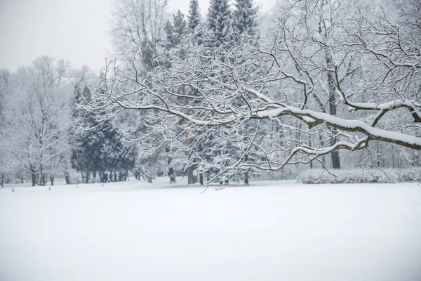 Winterwunderland Szene Hintergrund, Landschaft. Bäume, Wald in Stockbild