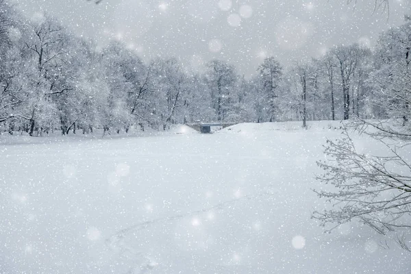 País das maravilhas do inverno cena de fundo, paisagem. Árvores, floresta em Fotografia De Stock