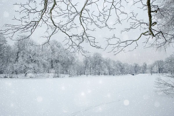 겨울 원더랜드 장면 배경, 풍경입니다. 나무, 숲 로열티 프리 스톡 사진