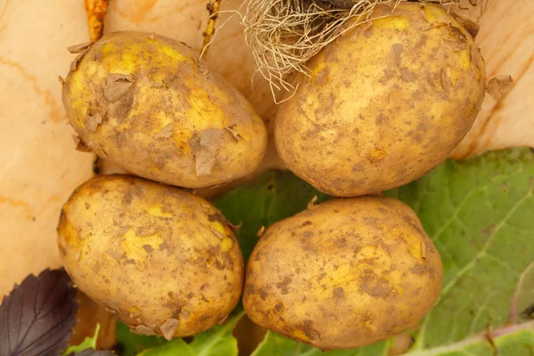 Ernte Von Frischem Gemüse Auf Einem Hölzernen Hintergrund Garten Ansicht Stockbild