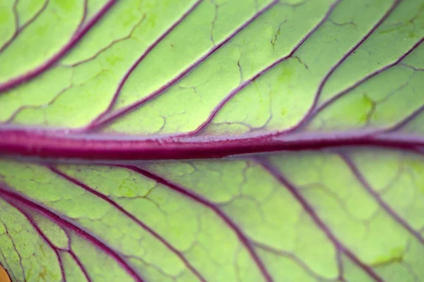 Natura tło Zdjęcia Stockowe bez tantiem