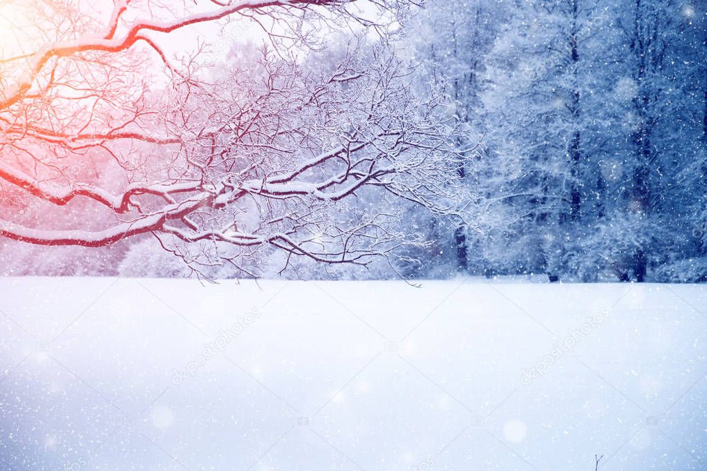 Winter wonderland scene background, landscape. Trees, forest in 