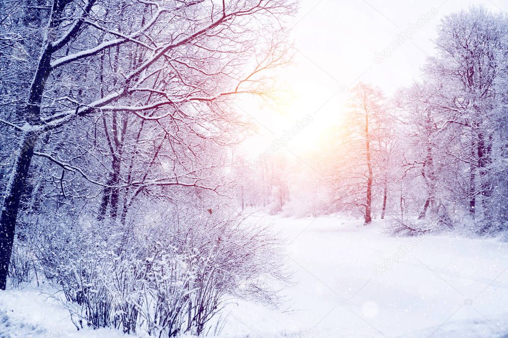 Winter wonderland scene background, landscape. Trees, forest in 