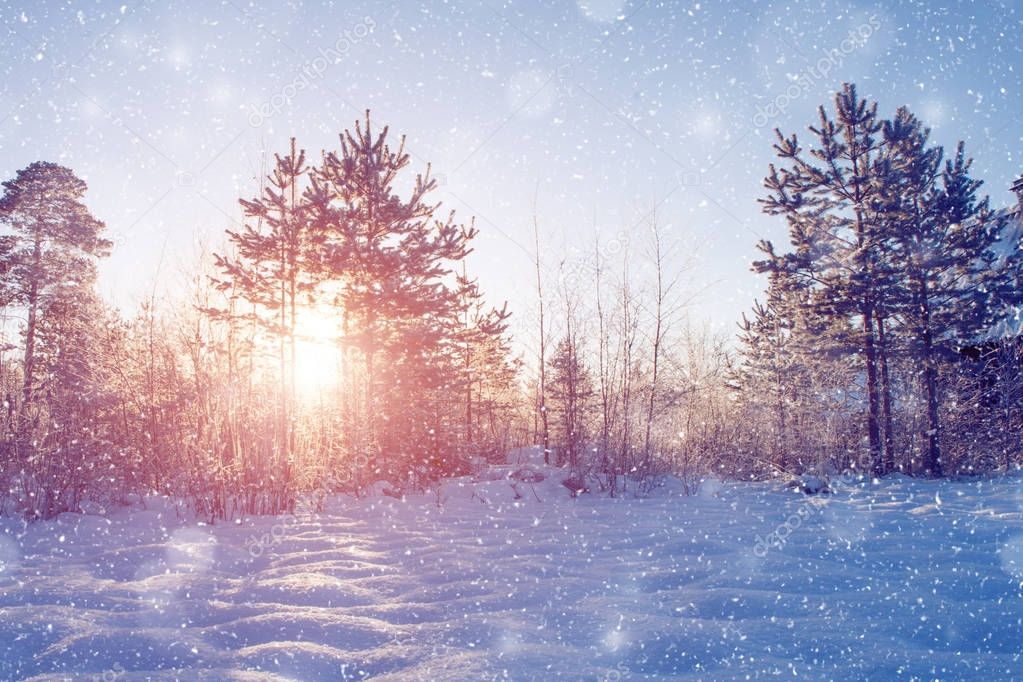 Winter wonderland scene background, landscape. Trees, forest in 