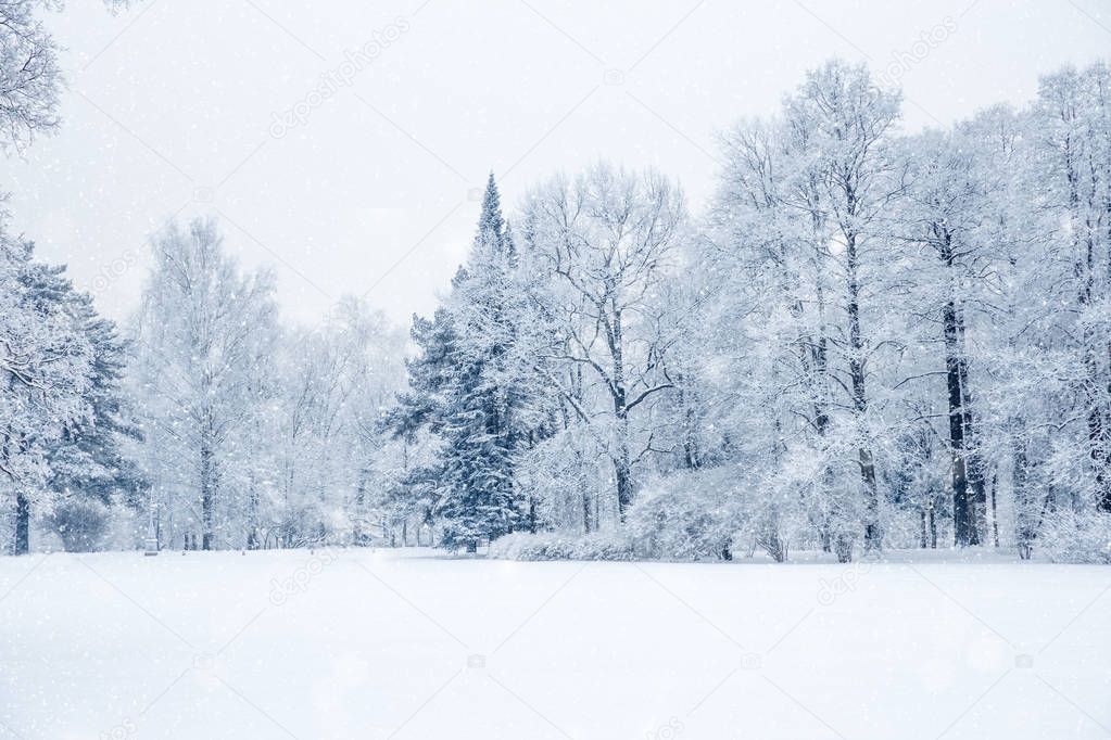 Winter wonderland scene background, landscape. Trees, forest in 