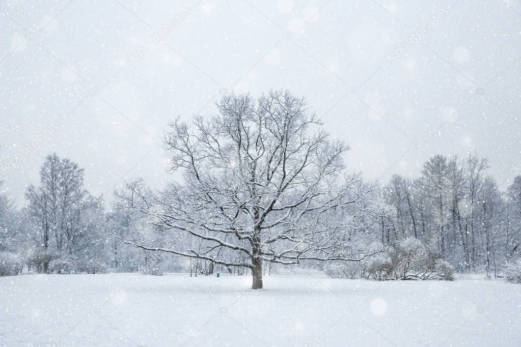 Winter wonderland scene background, landscape. Trees, forest in 